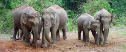 elephant-laos-majestic-wildlife